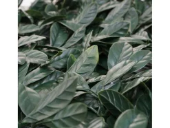 Vente-unique Afscherming En Omheining-Wandtegel Mcw-L78, Laurier Groen